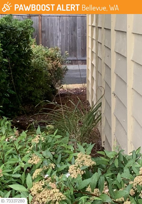 Found/Stray Unknown Cat last seen Near NE 12th Ct Bellevue, WA 98008 United States, Bellevue, WA 98008