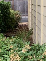 Found/Stray Unknown Cat last seen Near NE 12th Ct Bellevue, WA 98008 United States, Bellevue, WA 98008
