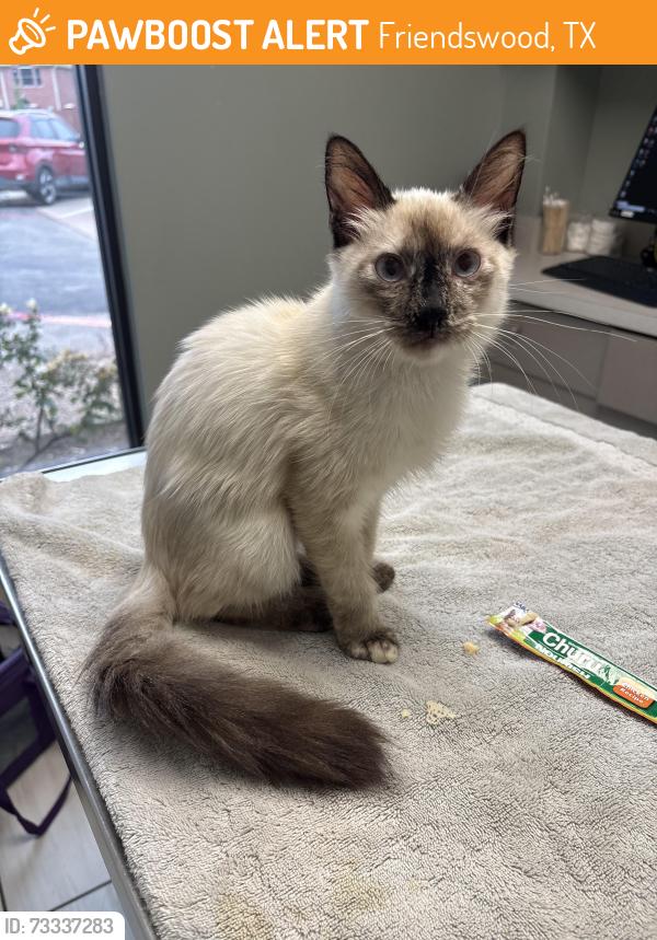Found/Stray Female Cat last seen Near S Friendswood Dr, Friendswood, TX 77546, Friendswood, TX 77546