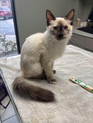 Found/Stray Female Cat last seen Near S Friendswood Dr, Friendswood, TX 77546, Friendswood, TX 77546