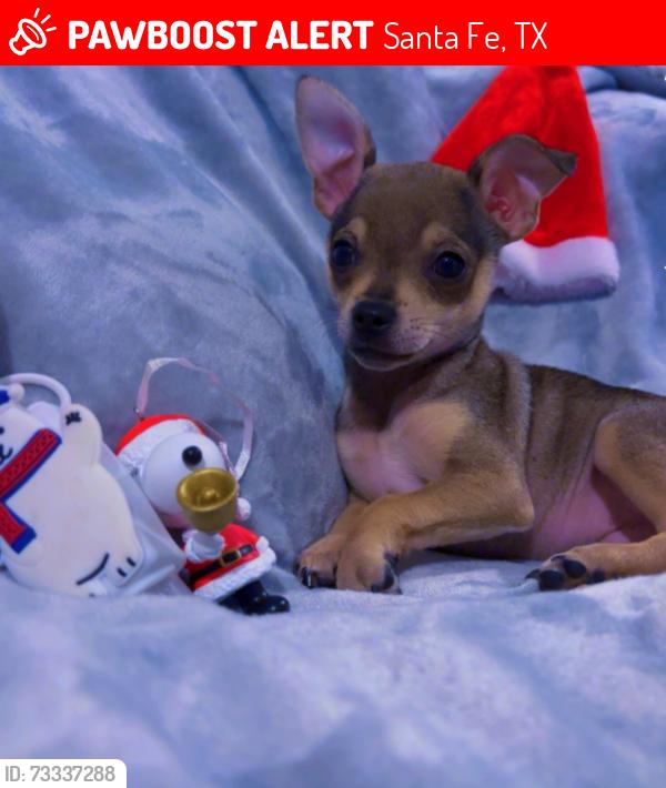 Lost Male Dog last seen Pearson, Santa Fe, TX 77517