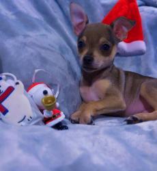 Lost Male Dog last seen Pearson, Santa Fe, TX 77517