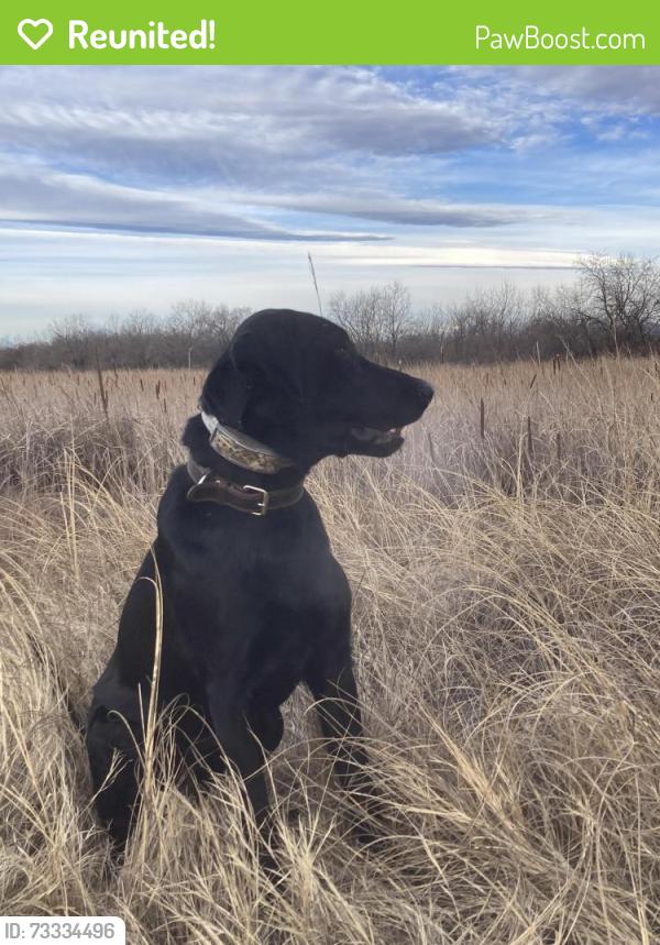 Reunited Male Dog last seen 7th and Main St, Windsor, CO 80550