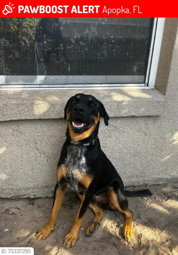 Lost Male Dog last seen Errol state apopka fl, Apopka, FL 32712