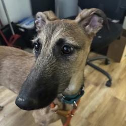 Shelter Stray Female Dog last seen NE Fairgrounds Road, Bremerton, WA, 98311, 9167 Dickey Rd NW, Silverdale, WA 98383, USA