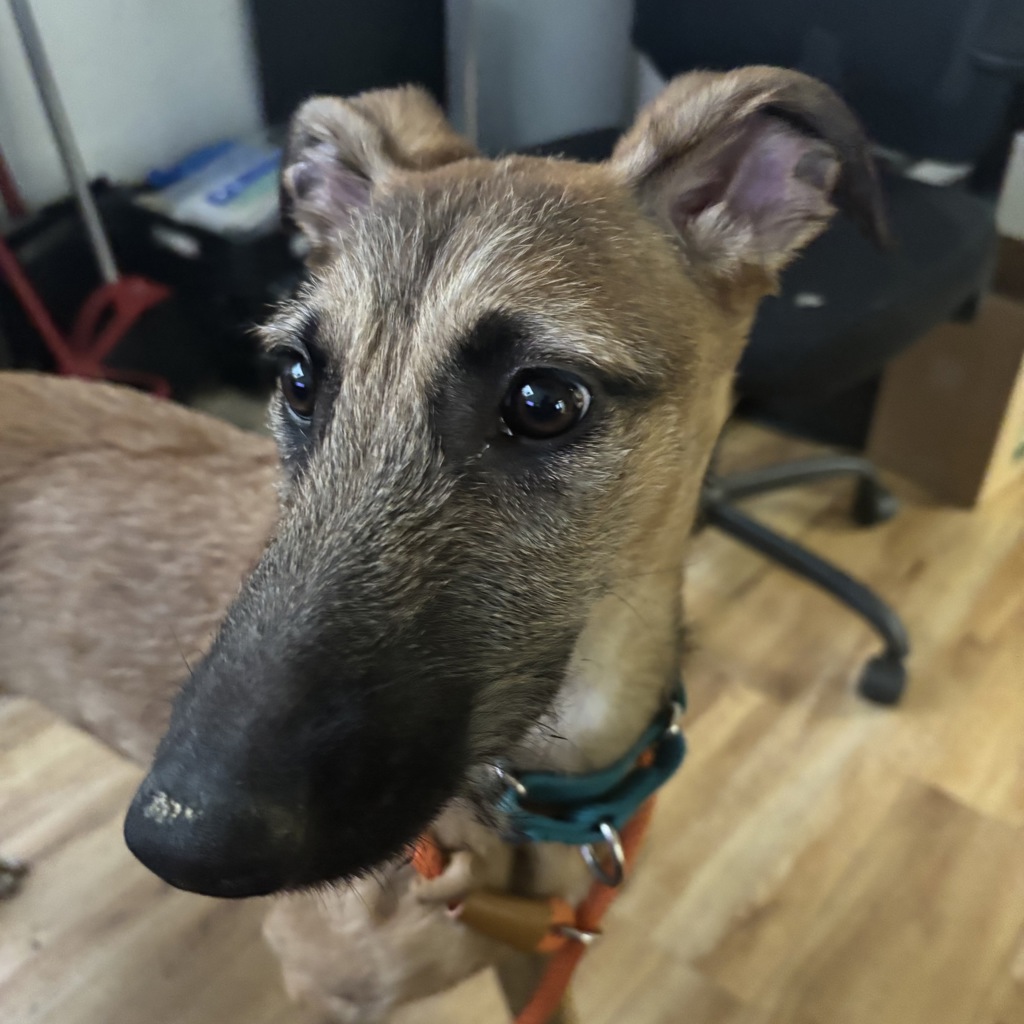 Shelter Stray Female Dog last seen NE Fairgrounds Road, Bremerton, WA, 98311, 9167 Dickey Rd NW, Silverdale, WA 98383, USA