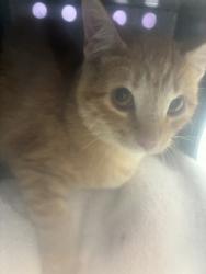 Shelter Stray Female Cat last seen Near W California Avenue, SALT LAKE CITY, UT, 84104, 511 W 3900 S, Salt Lake City, UT 84123, USA