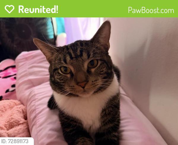 Reunited Male Cat last seen 4th and Spring, DeKalb, IL 60115