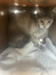 Shelter Stray Female Cat last seen Near S Hamlet Circle, Kearns Township, UT, 84118, 511 W 3900 S, Salt Lake City, UT 84123, USA