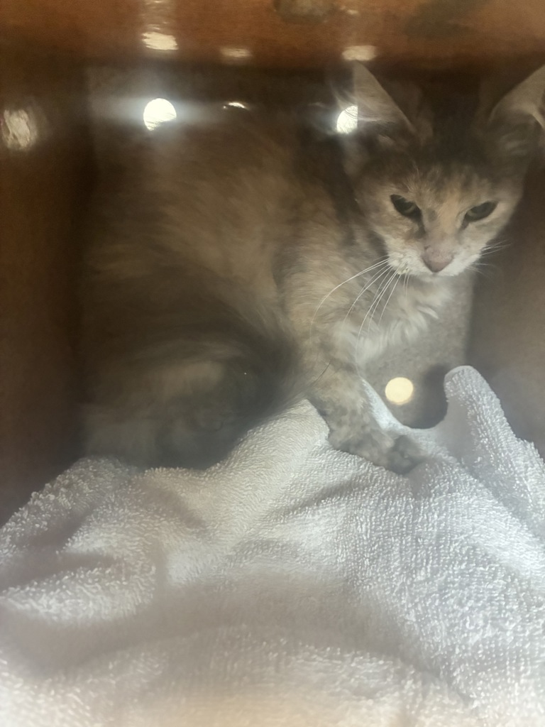 Shelter Stray Female Cat last seen Near S Hamlet Circle, Kearns Township, UT, 84118, 511 W 3900 S, Salt Lake City, UT 84123, USA