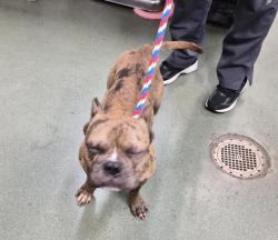 Shelter Stray Male Dog last seen Barnes Avenue, BRONX, NY, 10467, 326 E 110th St, New York, NY 10029, USA