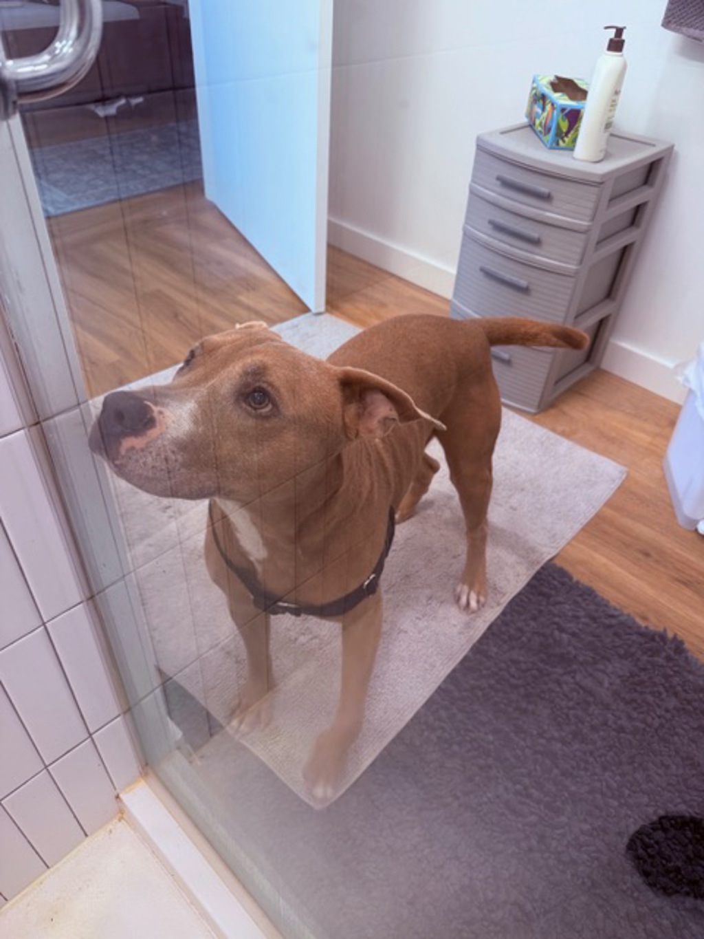 Shelter Stray Male Dog last seen Bainbridge Avenue, BRONX, NY, 10458, 326 E 110th St, New York, NY 10029, USA
