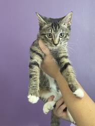 Shelter Stray Female Cat last seen Apt 7,752 E 800 S, SALT LAKE CITY, UT, 84102, 511 W 3900 S, Salt Lake City, UT 84123, USA