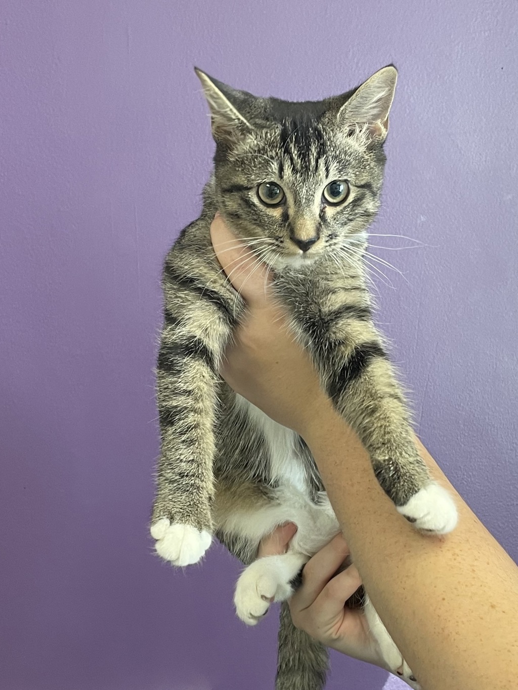 Shelter Stray Female Cat last seen Apt 7,752 E 800 S, SALT LAKE CITY, UT, 84102, 511 W 3900 S, Salt Lake City, UT 84123, USA