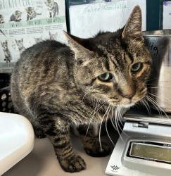 Shelter Stray Male Cat last seen Near S Copper Hollow Drive, Magna Township, UT, 84044, 511 W 3900 S, Salt Lake City, UT 84123, USA
