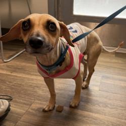 Shelter Stray Female Dog last seen Brooklyn Street, San Diego, CA, 92114, 5500 Gaines St, San Diego, CA 92110, USA