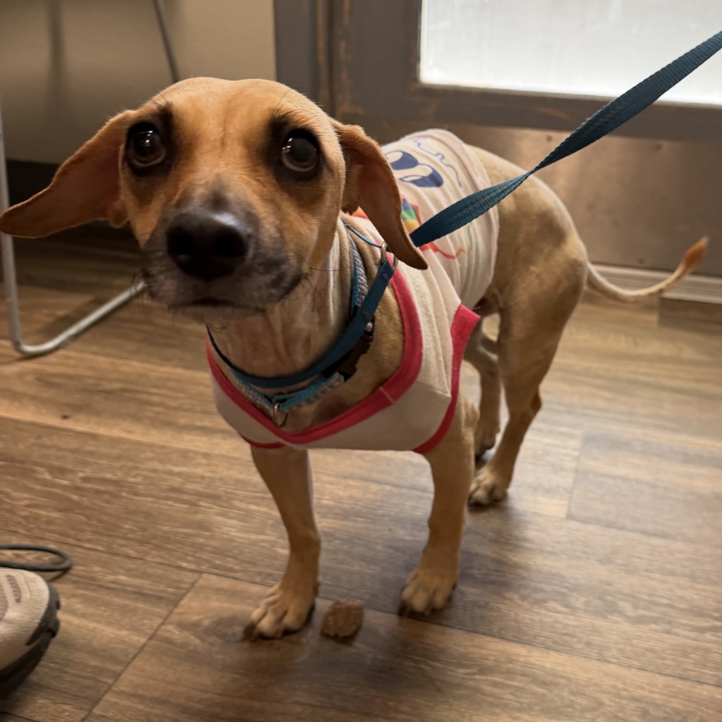 Shelter Stray Female Dog last seen Brooklyn Street, San Diego, CA, 92114, 5500 Gaines St, San Diego, CA 92110, USA