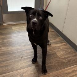 Shelter Stray Male Dog last seen E Lake Drive, La Mesa, CA, 91942, 5500 Gaines St, San Diego, CA 92110, USA