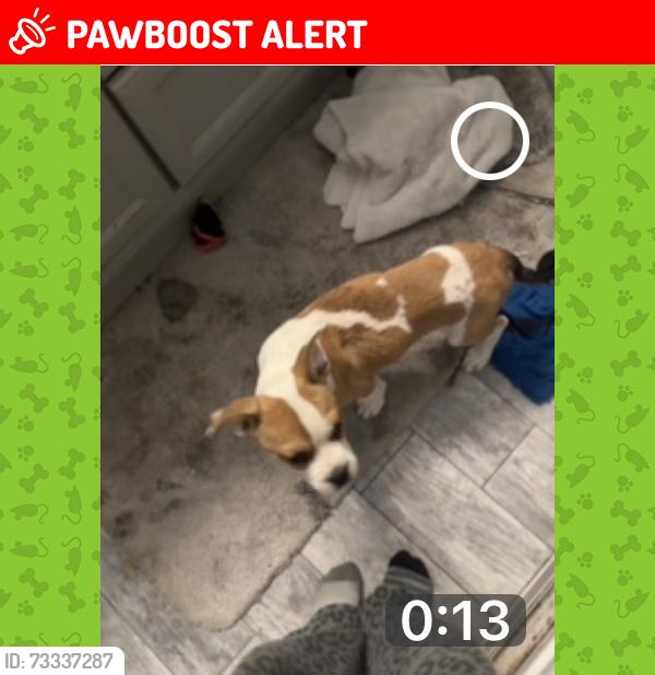 Lost Male Dog last seen What Forest Drive in Conroe, Texas, Montgomery County, TX 77306