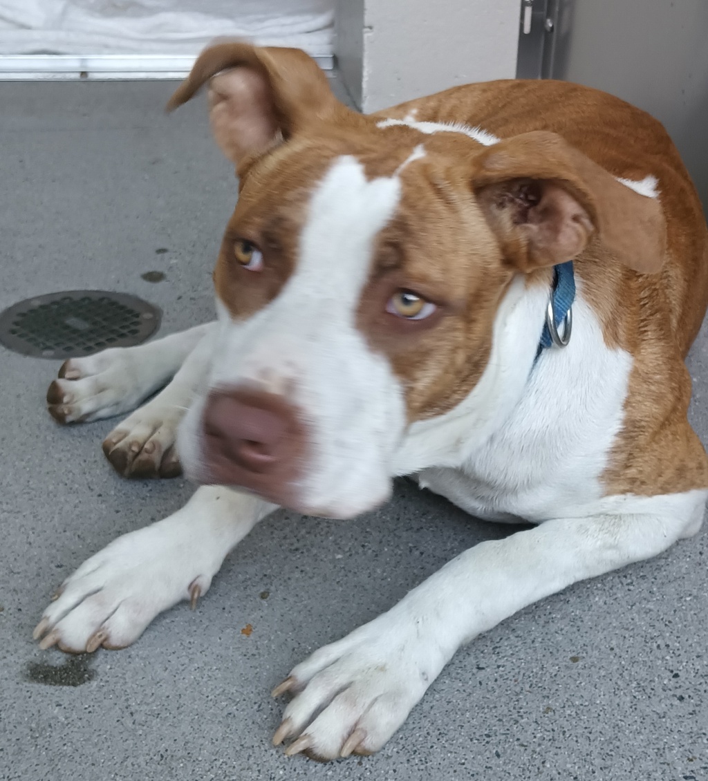 Shelter Stray Female Dog last seen Near Wildgrove Way, Vista, CA, 92081, El Cajon, CA 92020, USA