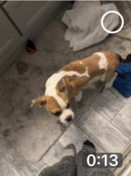 Lost Male Dog last seen What Forest Drive in Conroe, Texas, Montgomery County, TX 77306