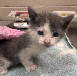Shelter Stray Male Cat last seen Channel Rd and 67-NB, Lakeside, CA, 92040, El Cajon, CA 92020, USA