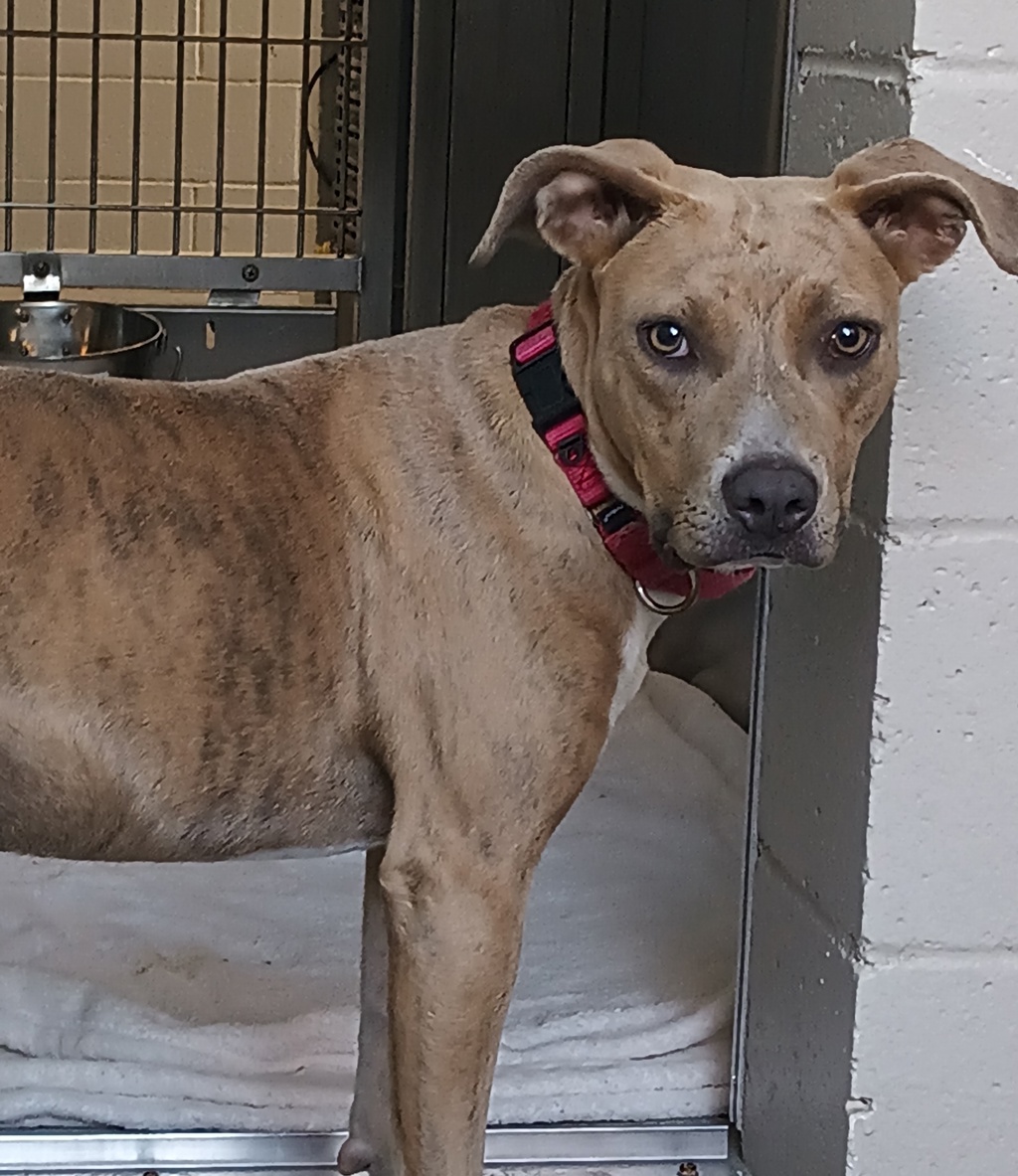 Shelter Stray Female Dog last seen Near Wildgrove Way, Vista, CA, 92081, El Cajon, CA 92020, USA