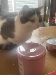 Lost Female Cat last seen Highland Ave, Greensburg, PA 15601