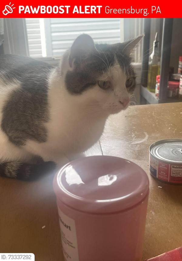 Lost Female Cat last seen Highland Ave, Greensburg, PA 15601