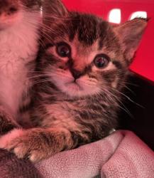 Shelter Stray Female Cat last seen Near Judson Street, San Diego, CA, 92111, 5500 Gaines St, San Diego, CA 92110, USA