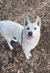 Shelter Stray Female Dog last seen Near Mary Lou Street, San Diego, CA, 92102, 5500 Gaines St, San Diego, CA 92110, USA