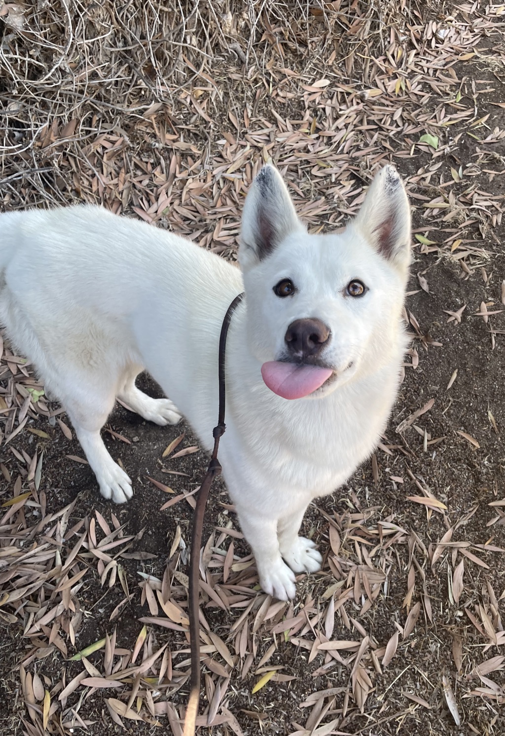 Shelter Stray Female Dog last seen Near Mary Lou Street, San Diego, CA, 92102, 5500 Gaines St, San Diego, CA 92110, USA