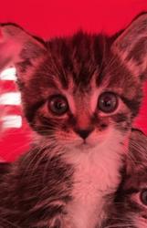 Shelter Stray Female Cat last seen Near Judson Street, San Diego, CA, 92111, 5500 Gaines St, San Diego, CA 92110, USA