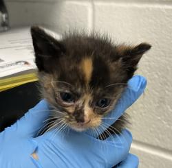 Shelter Stray Female Cat last seen S Pierce St & W Exposition Ave, Lakewood, CO, 80226, 580 McIntyre St, Golden, CO 80401, USA