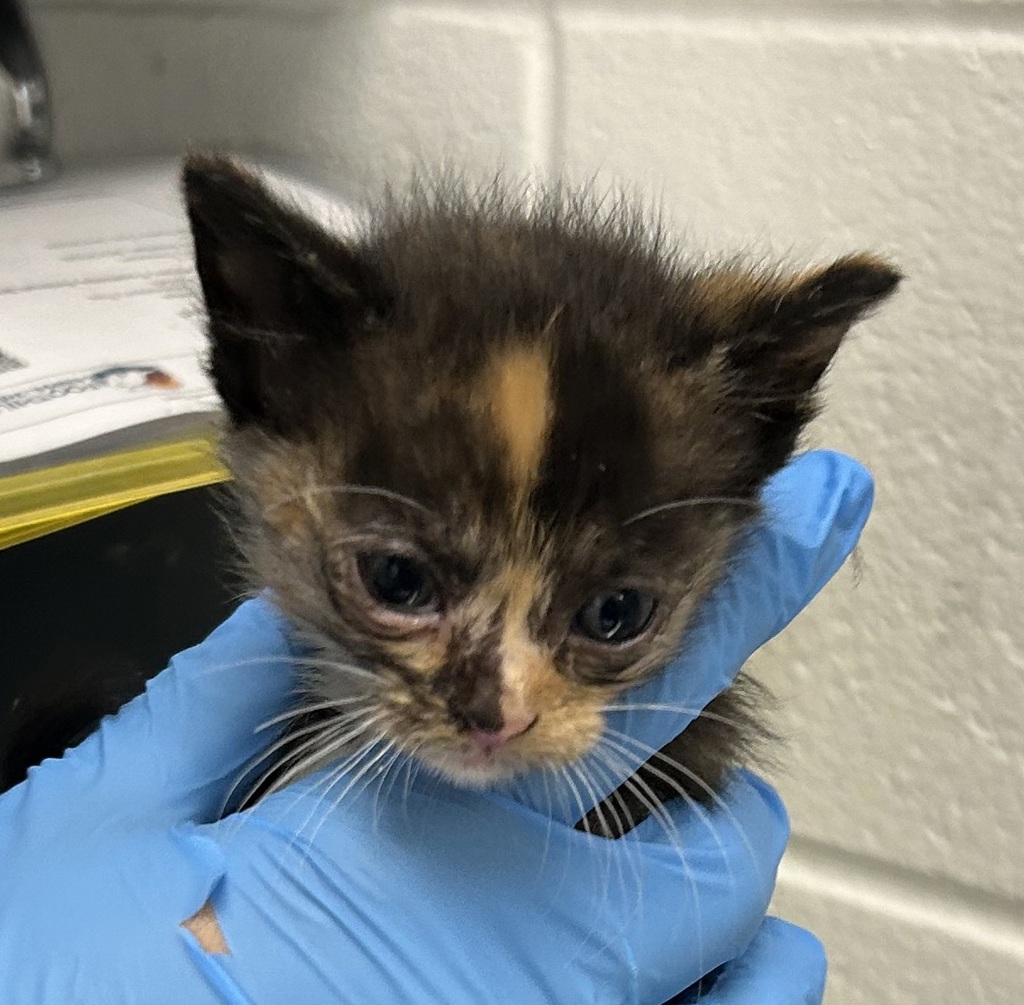 Shelter Stray Female Cat last seen S Pierce St & W Exposition Ave, Lakewood, CO, 80226, 580 McIntyre St, Golden, CO 80401, USA
