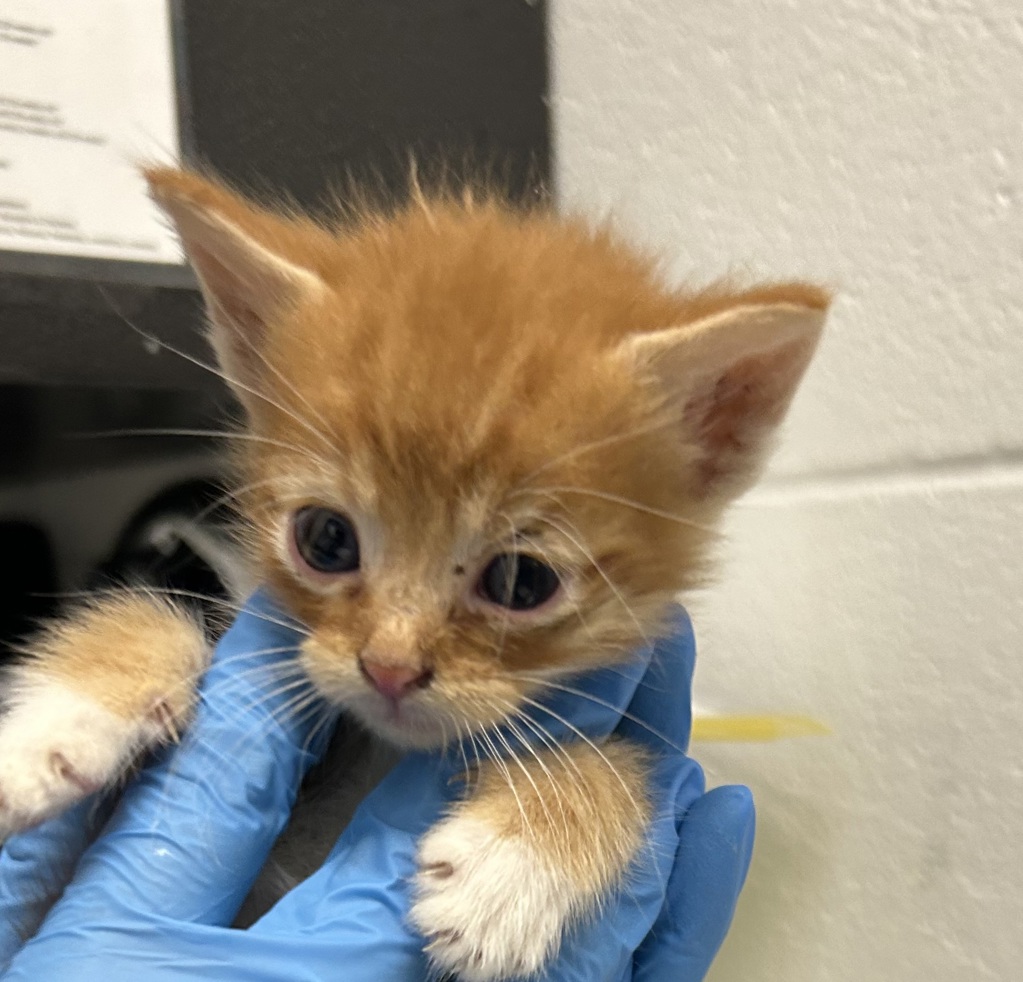 Shelter Stray Male Cat last seen S Pierce St & W Exposition Ave, Lakewood, CO, 80226, 580 McIntyre St, Golden, CO 80401, USA