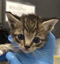 Shelter Stray Male Cat last seen S Pierce St & W Exposition Ave, Lakewood, CO, 80226, 580 McIntyre St, Golden, CO 80401, USA