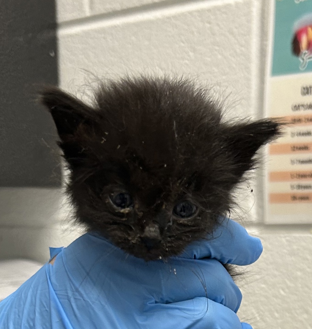 Shelter Stray Female Cat last seen S Pierce St & W Exposition Ave, Lakewood, CO, 80226, 580 McIntyre St, Golden, CO 80401, USA