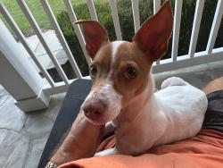 Found/Stray Female Dog last seen Rountree Rd, Ayden, NC 28513