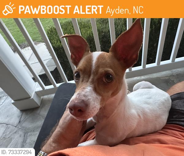 Found/Stray Female Dog last seen Rountree Rd, Ayden, NC 28513