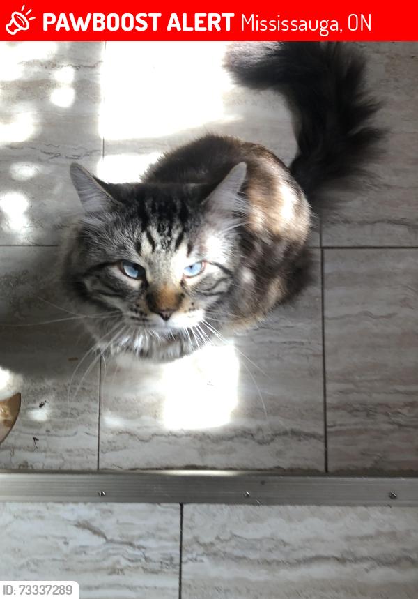 Lost Male Cat last seen Iqbal foods, Mississauga, ON 