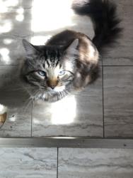 Lost Male Cat last seen Iqbal foods, Mississauga, ON 