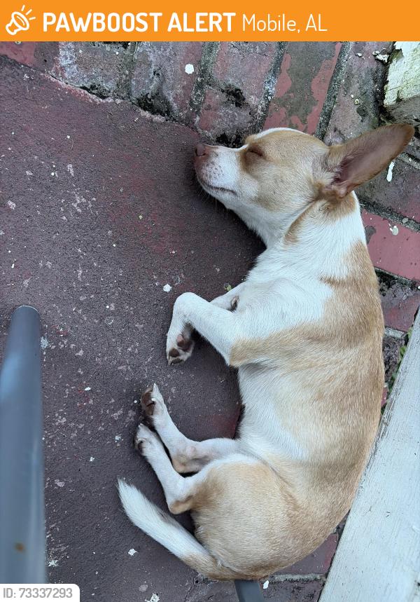 Found/Stray Female Dog last seen Franklin Clinic, Mobile, AL 36603