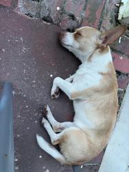 Found/Stray Female Dog last seen Franklin Clinic, Mobile, AL 36603