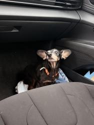 Reunited Female Dog last seen Cherry Lake Park, Groveland, FL 34736
