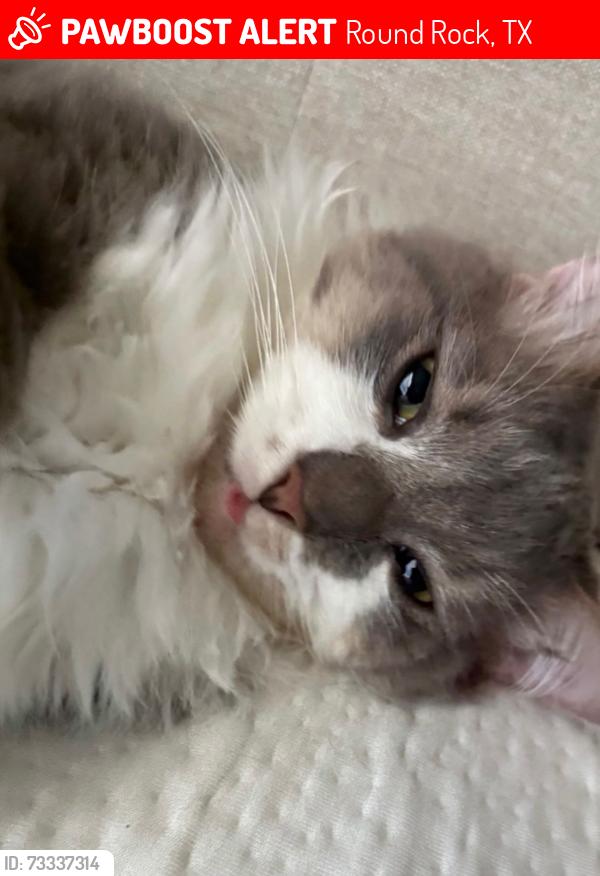 Lost Male Cat last seen Ah 35, Round Rock, TX 78664