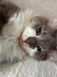 Lost Male Cat last seen Ah 35, Round Rock, TX 78664