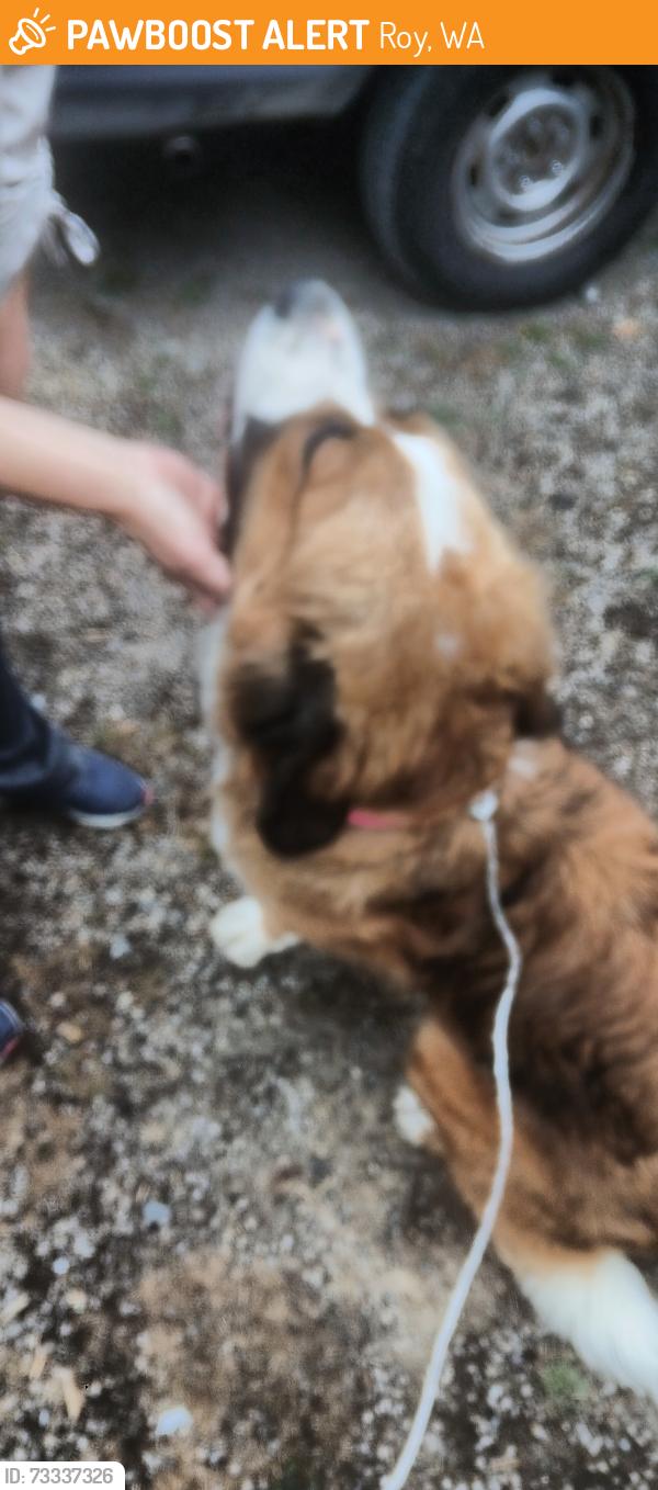Found/Stray Female Dog last seen Hwy 7, Roy, WA 98580
