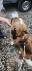 Found/Stray Female Dog last seen Hwy 7, Roy, WA 98580