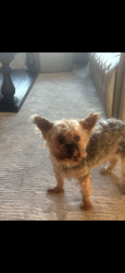 Reunited Male Dog last seen Near e 59th Pl, Tulsa, OK 74145